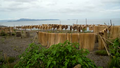 Drying-palm-fibers