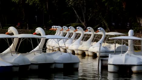 Barcos-cisne-en-estanques-en-parques-públicos.