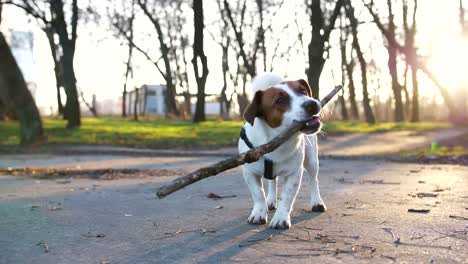 Jack-Russell-Terrier-Hund-mit-einem-Stock-im-park