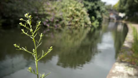 Planta-de-camino-de-sirga,-Grand-Union-Canal.