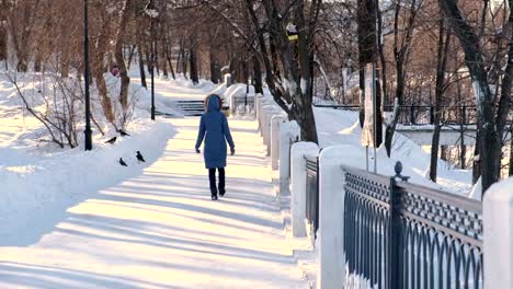 Young-woman-in-blue-down-jacket-with-fur-hood-walking-in-winter-park.-Back-view.