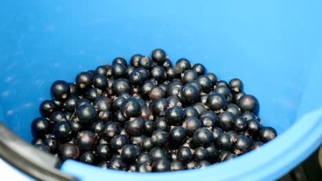 Bayas-de-grosella-negra-en-un-cubo-azul.