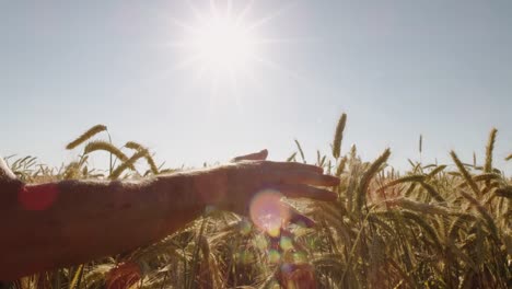 Farmer-touching-Beautiful-wheat-field-with-blue-sky-and-epic-sun-light---shot-on-RED