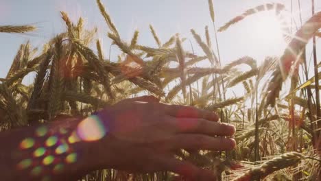 Farmer-touching-Beautiful-wheat-field-with-blue-sky-and-epic-sun-light---shot-on-RED