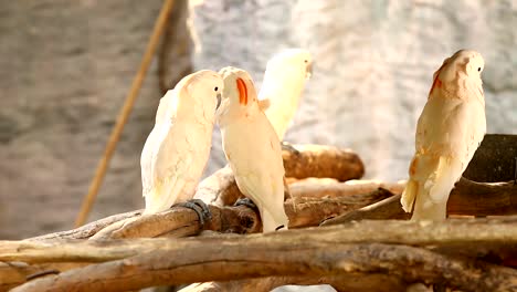 Cockatoo-bird-in-chiangmai--Thailand