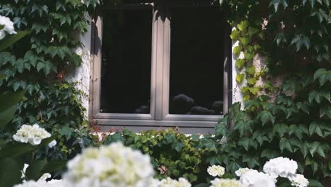 Malerische-weiße-Garten-Blumen-und-Fenster-Haus-umgeben-von-anhaftende-Rebe