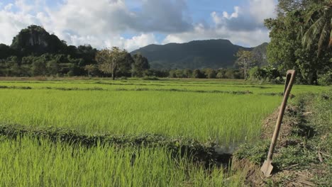 Green-Rice-terraces-with-shovel-in-The-Philippines