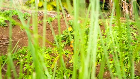 organic-garden-in-mauritius