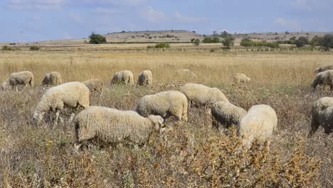 Flock-of-sheep