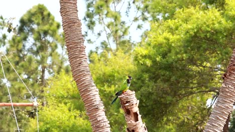 Verde-parrots-ubicado-en-la-cima-del-árbol