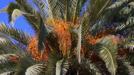 sun-light-barcelona-date-palm-Nahaufnahme-4-k-Spanien