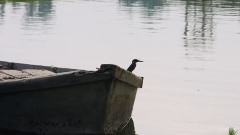 Locked-on-shot-of-bird-on-edge-of-boat