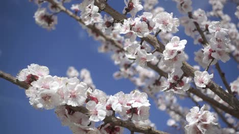 Spring-flowers-blooming.-Slow-motion