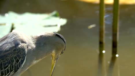 Little-bittern-looking-into-water