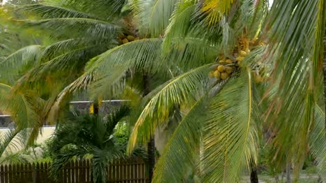 Jardín-con-palmeras-de-coco