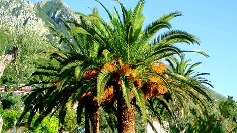 Palmera-datilera-en-Montenegro