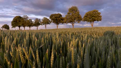 Campo-de-trigo-con-los-árboles-en-el-atardecer-de-fondo