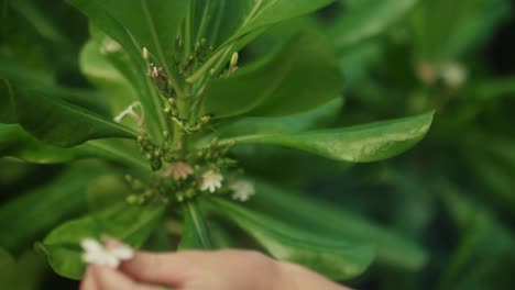 Close-up-on-a-Female-that-Hand-Plucks-Beautiful-White-Flower-and-Holds-it,-Natural-Lens-Flare-Visible.