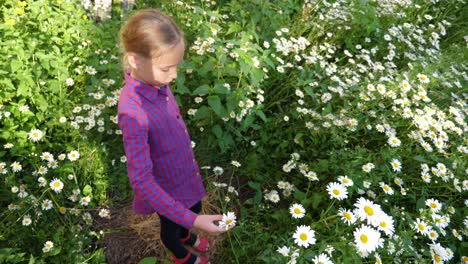 Blonde-young-girl-touching-chamomile-flowers.-Top-view,-top-to-down-shot-flowers-lawn