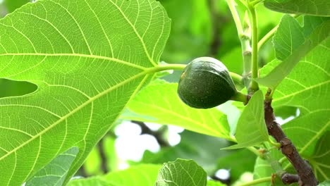 Cerca-de-higos-dulces-verdes-que-crecen-en-el-sol-de-verano-en-un-hermoso-árbol.