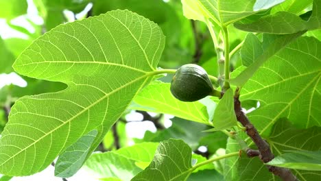 Cerca-de-higos-dulces-verdes-que-crecen-en-el-sol-de-verano-en-un-hermoso-árbol.