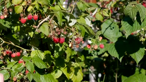 Kind-reißt-Himbeeren-aus-dem-Gebüsch-auf-dem-Land.