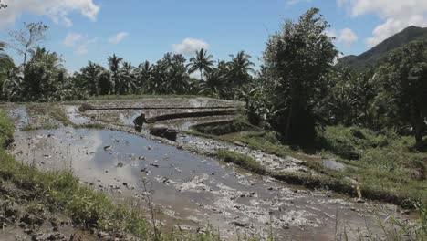 Rice-terraces-en-Filipinas