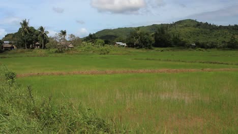 Rice-terraces-en-Filipinas