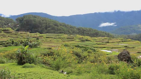 Rice-terraces-en-Filipinas