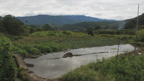 Agua-reflexión-sobre-el-arroz-campos