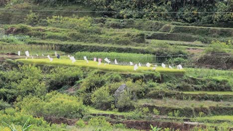 Banderas-blanco-en-Rice-terraces-en-Filipinas