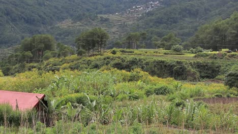 Rice-terraces-en-Filipinas