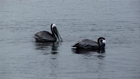 Dos-pelicans-alimentación-de-cebo-de-pescado