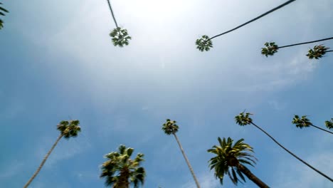 Palm-Trees