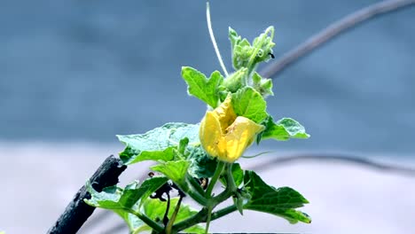 Yellow-color-flower-with-green-leafs-background