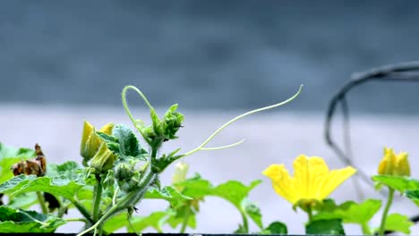 Gelbe-Farbe-Blumen-Hintergrund-mit-green-leafs