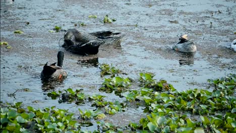 Los-Ducks-nadar-en-el-lago.