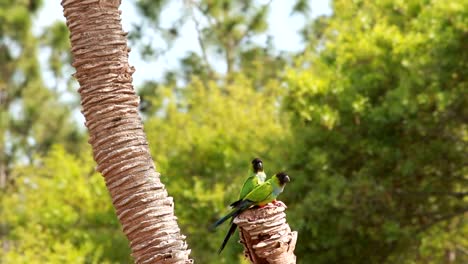 Green-parrots-flapping-wings-and-looking-around