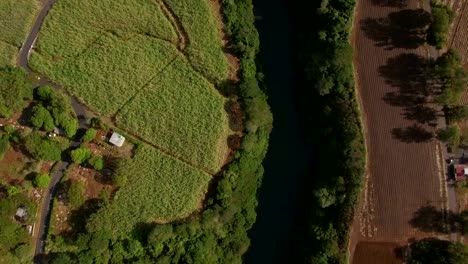 Fliegen-über-dem-Fluss-und-Zuckerrohr-Felder,-Mauritius