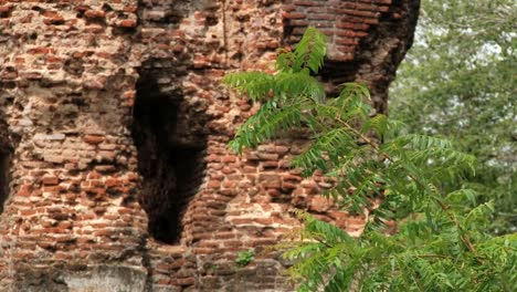 Tree-branch-with-the-brick-wall-of-the-ruins-in-the-ancient-city-of-Polonnaruwa,-Sri-Lanka.