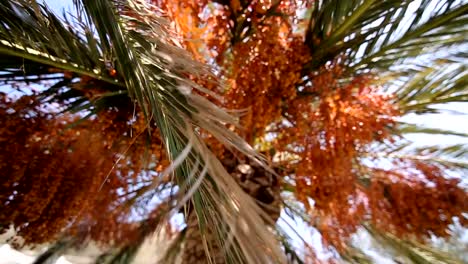 Date-palm-in-Montenegro