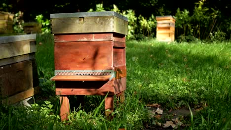 Bienenstock-in-einem-Park-in-Birmingham,-England.