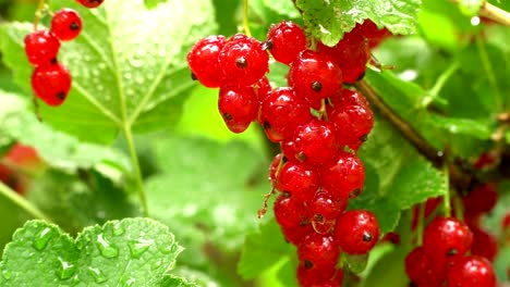 Wet,-juicy-and-ripe-red-currants-hanging-on-the-bush-soaked-in-rain.