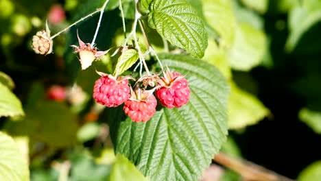 Himbeere-Strauch-mit-reifen-Beeren.