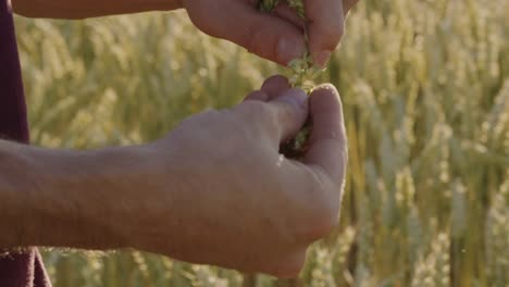 Agricultor-comprueba-trigo-con-llamaradas-de-la-lente-y-épica-puesta-del-sol---el-rojo
