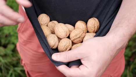 Kaukasischen-Mann-halten-frische-Walnüsse-in-der-hand.-Leckere-Nüsse-sammeln-im-Herbst.