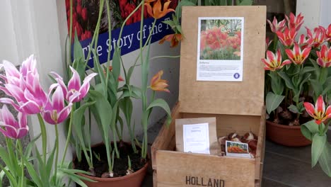 Nahaufnahme-einer-Tulpe-Anzeige-in-amsterdam