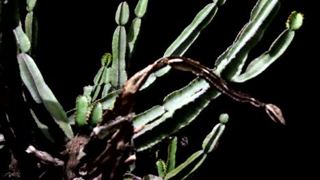 Close-up-view-of-a-dying-cactus