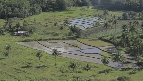 Reisterrassen-auf-den-Philippinen