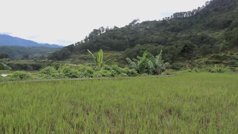 Rice-terraces-in-The-Philippines